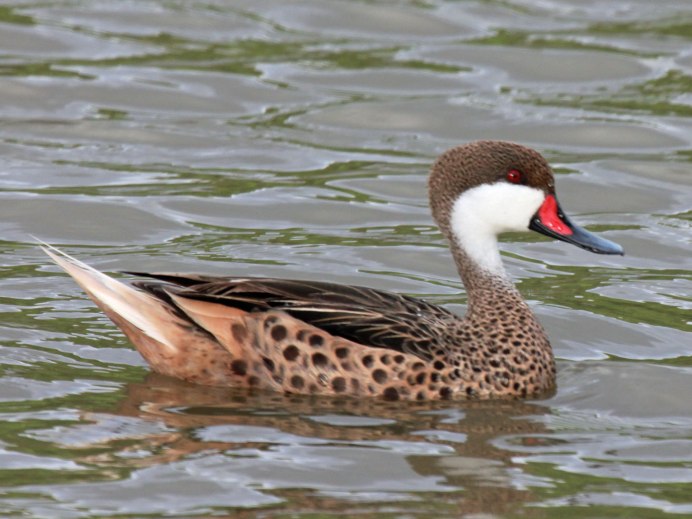 Anas bahamensis
