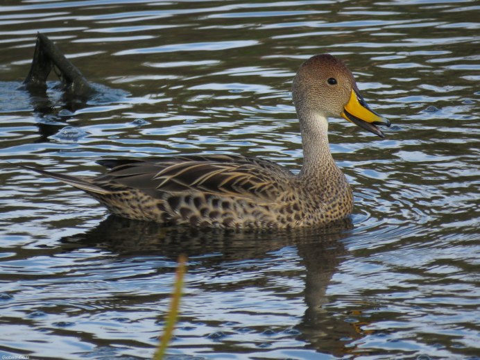 Anas bahamensis