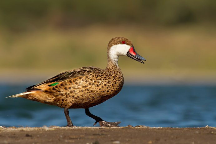 Anas bahamensis