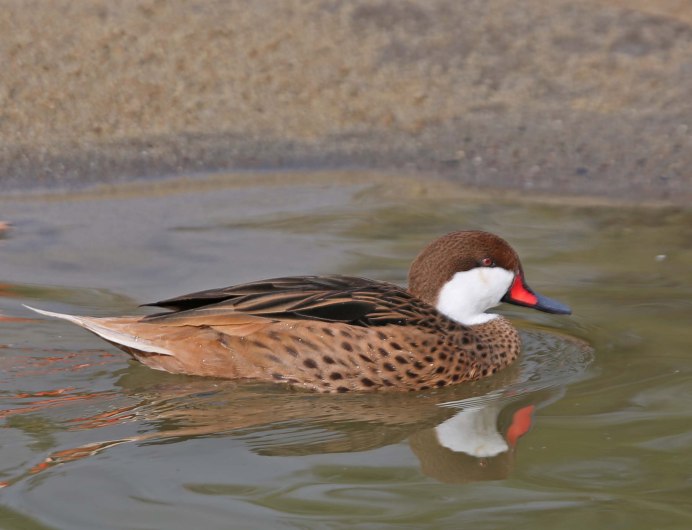 Anas bahamensis