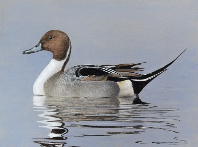Pintail Duck