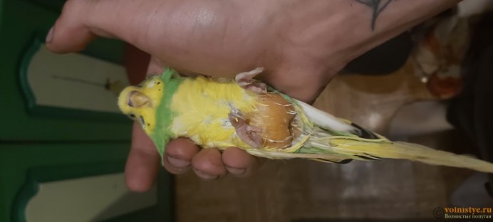 Перо попугая