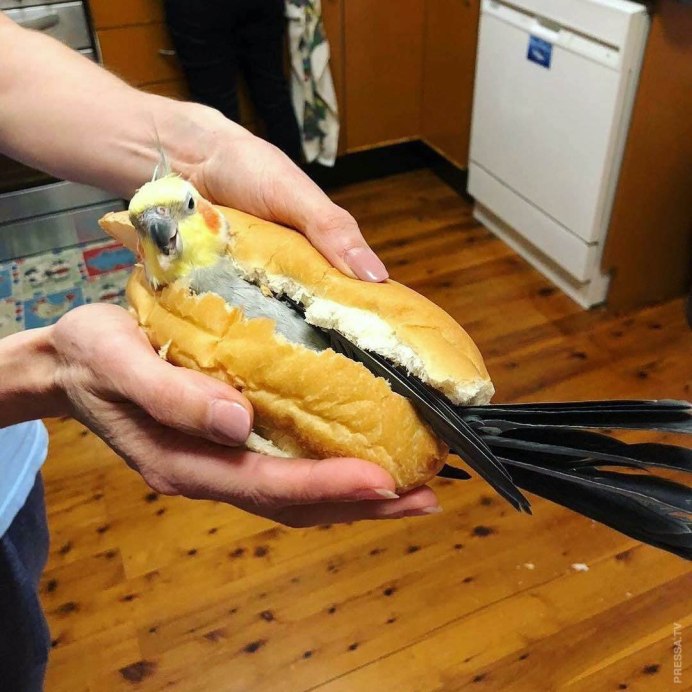 Попугай с чашкой на голове