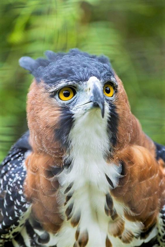 Мадагаскарский венценосный орёл