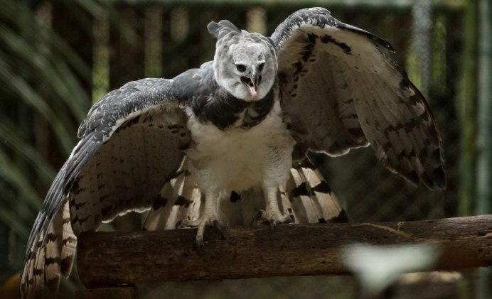 Гвианская Гарпия