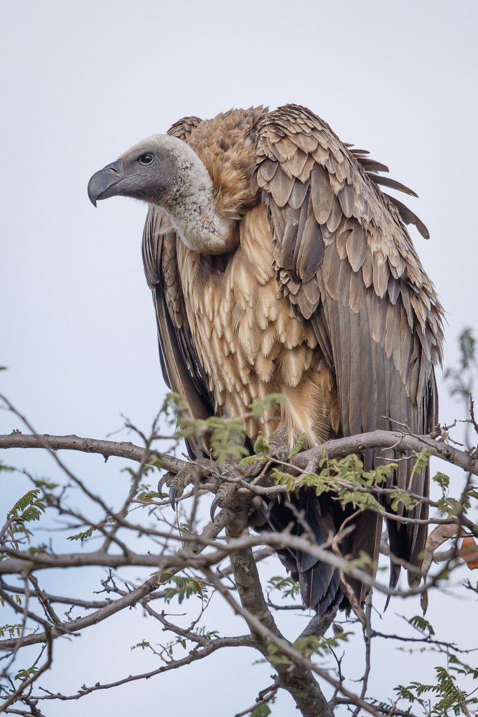 Самые большие Хищные птицы