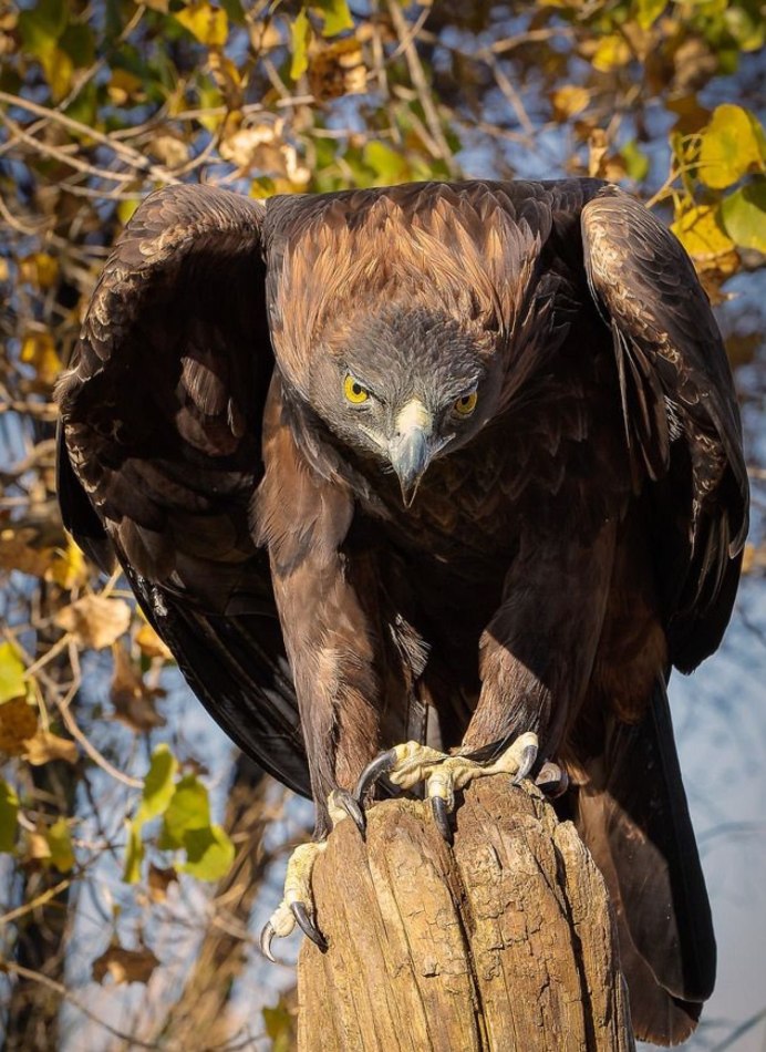 Хищные птицы