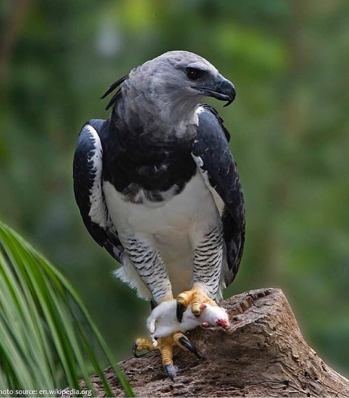 Гвианская Гарпия