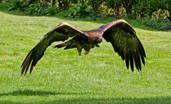 Беркут золотой Орел