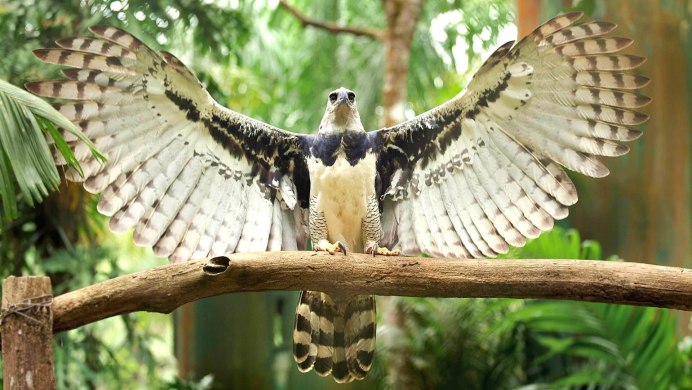 Южноамериканская Гарпия птица