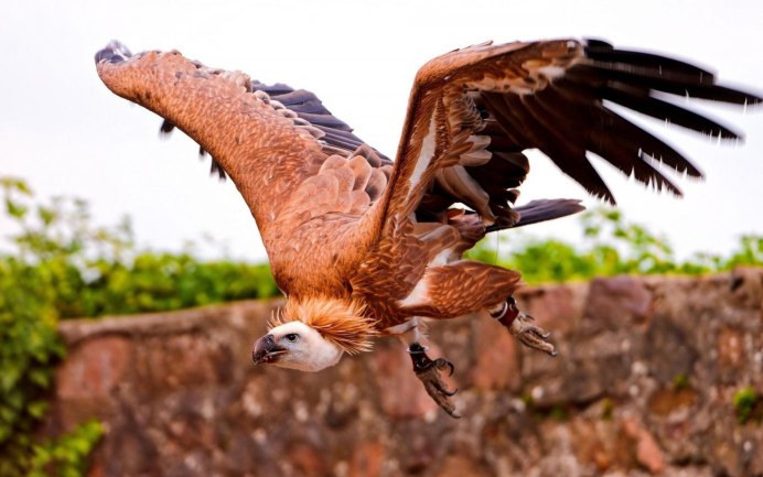 Андский Кондор Гарпия