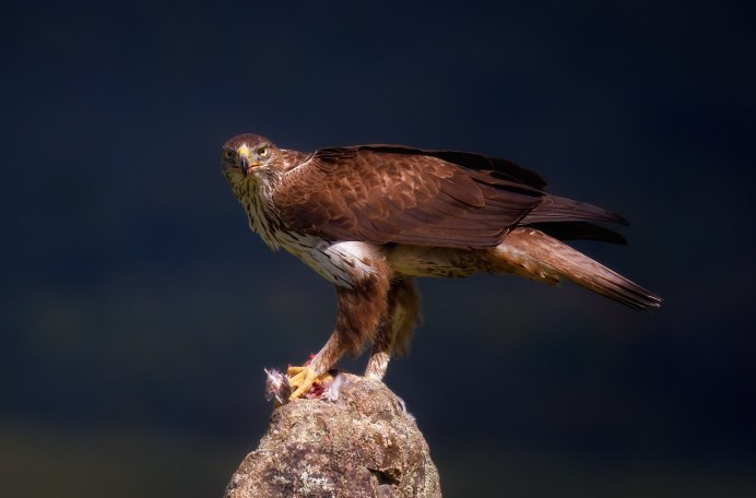 Ястребиный орёл