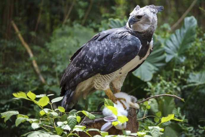 Гвианская Гарпия