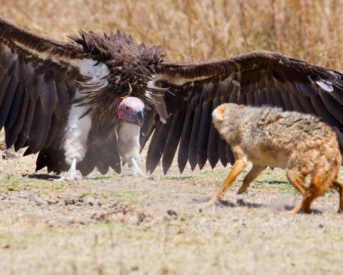 Беркут и Орлан белохвост