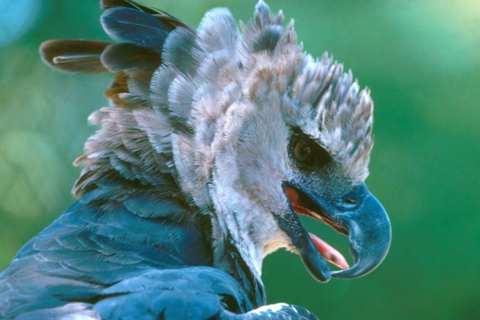 Irbis Harpy