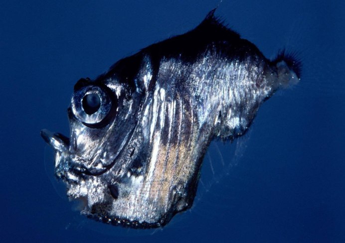 Hatchetfish рыба