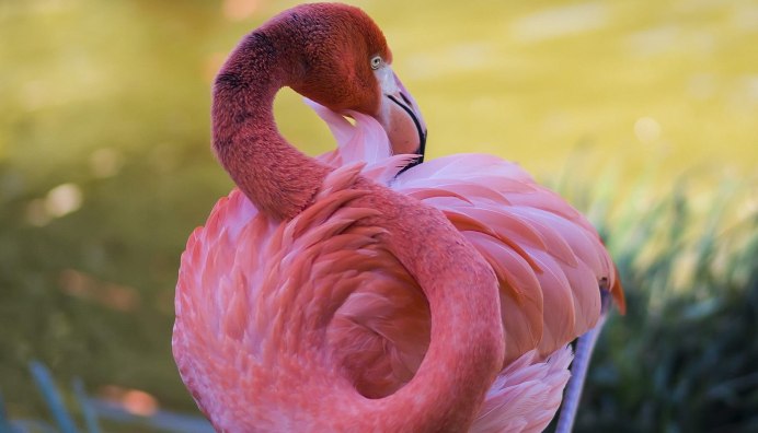 Roseate Spoonbill
