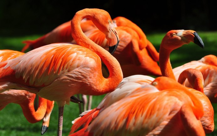 Flamingo 4k