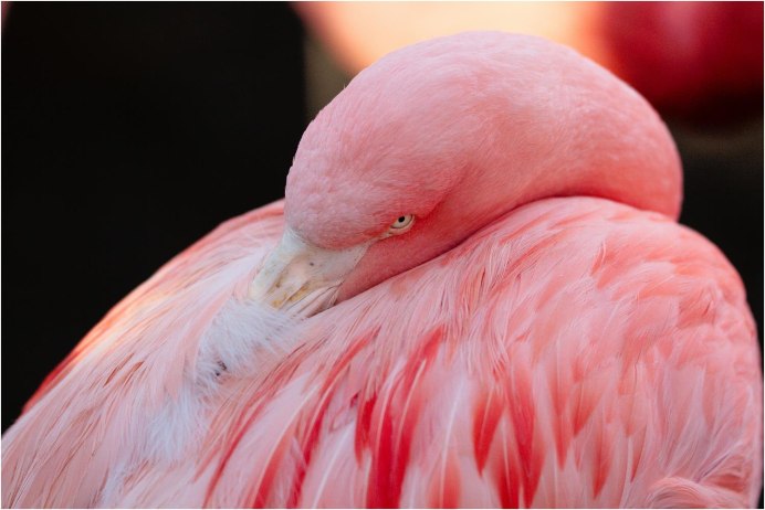 Обыкновенный Фламинго (розовый Фламинго) (Phoenicopterus roseus)