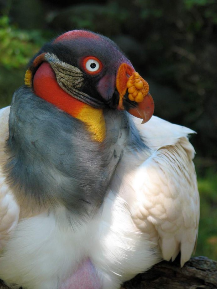 Sarcoramphus Papa