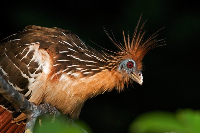 Opisthocomus hoazin