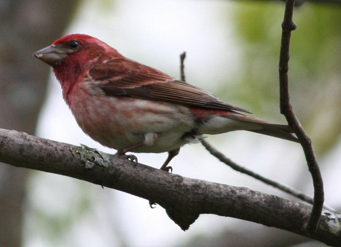 Haemorhous purpureus