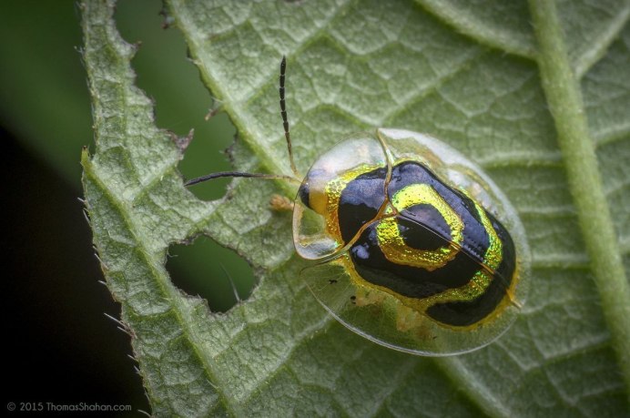 Ensign Wasp насекомое