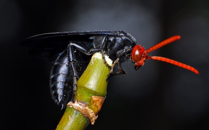 Рогохвост Urocerus Gigas