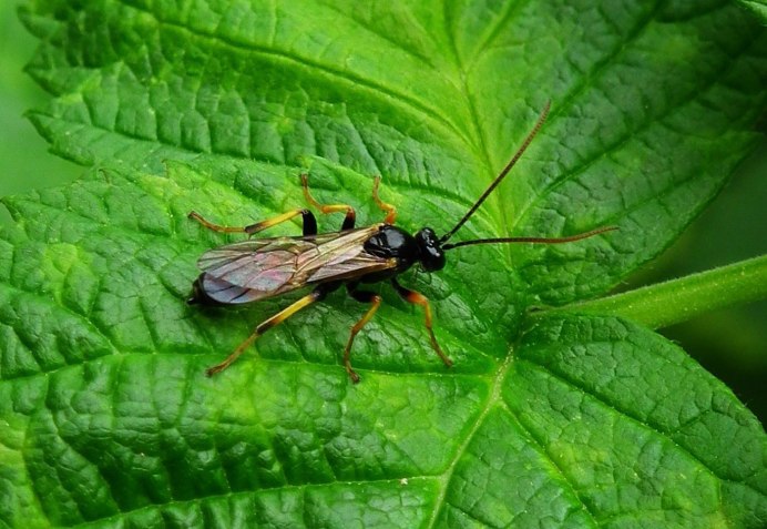 Рогохвост гигант – Urocerus Gigas