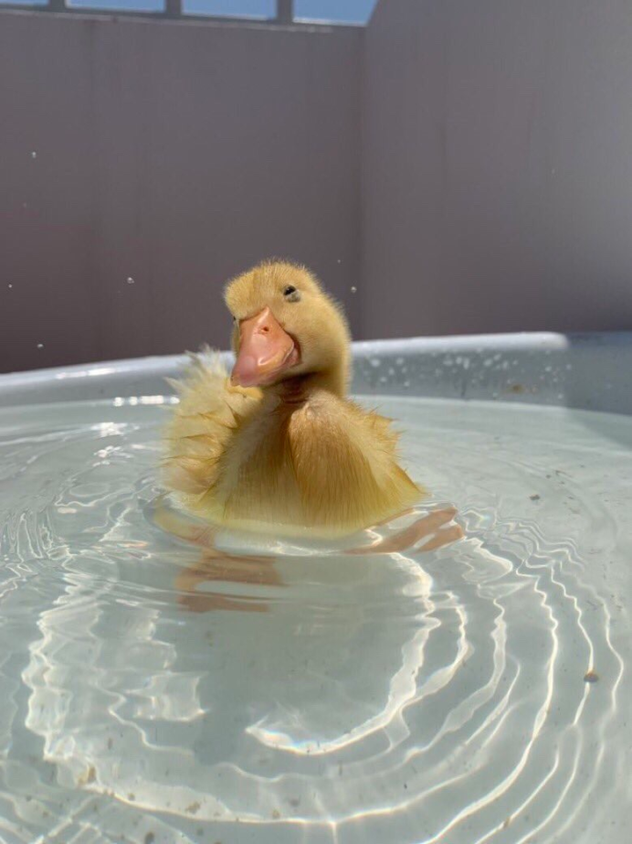 Race Duck image