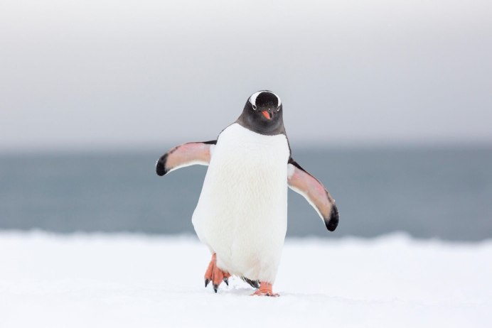 Blue Penguin