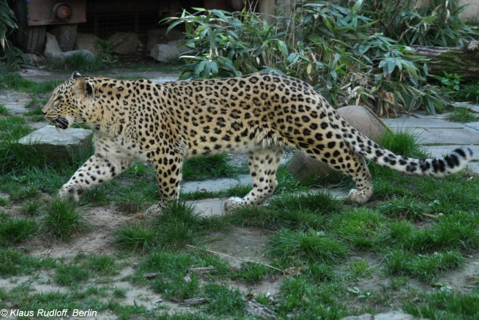 Panthera pardus saxicolor