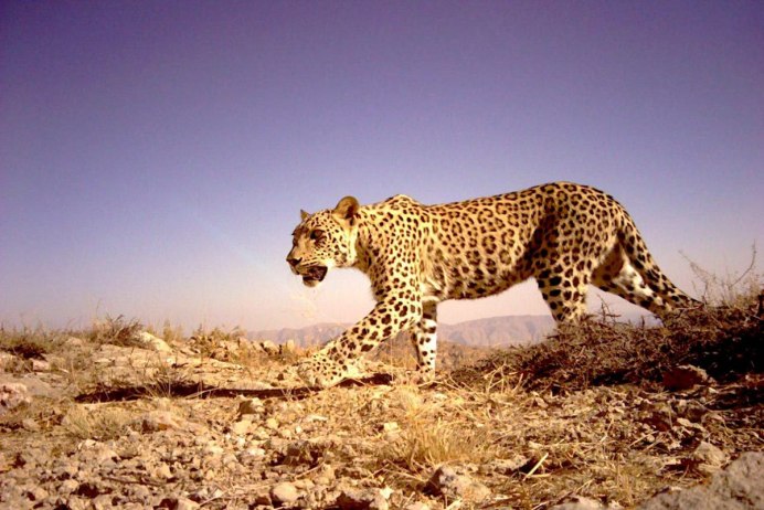 Leopard range