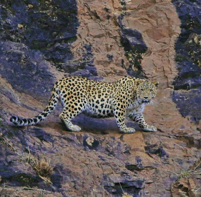 Дагестанский леопард