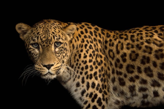 Panthera pardus tulliana photo Skeleton