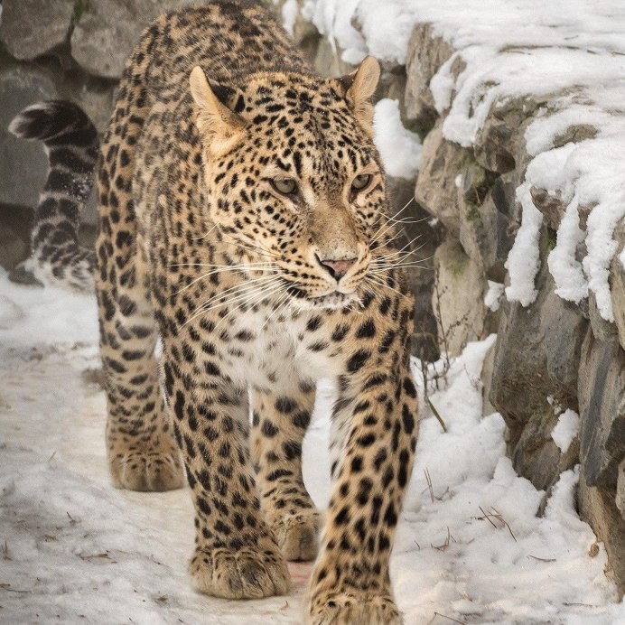 Panthera pardus saxicolor