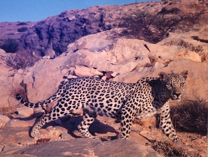 Panthera pardus Nimr