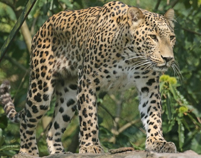 Леопард Panthera pardus