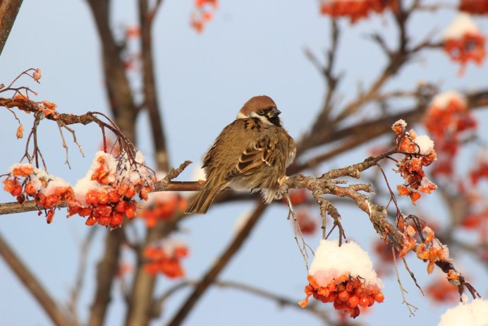 Воробей на рябине зимой