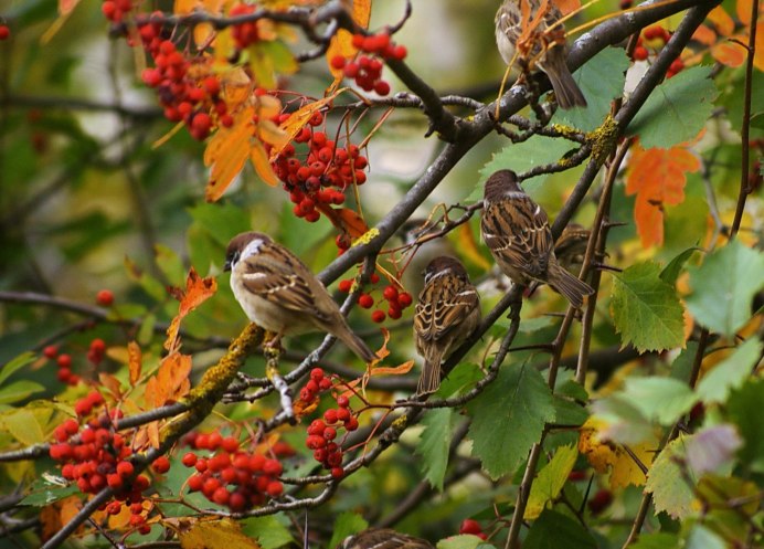 Воробей осень