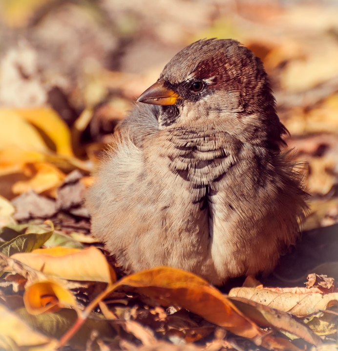Осень птицы