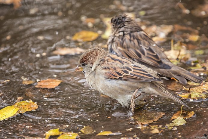 Воробей осенью