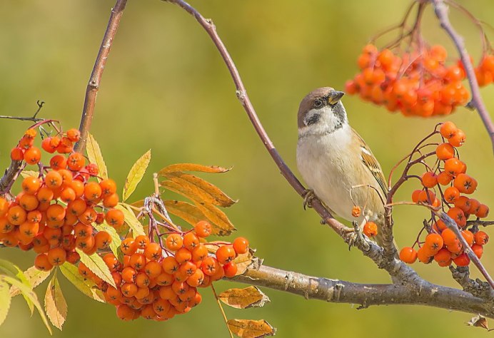 Осень птицы