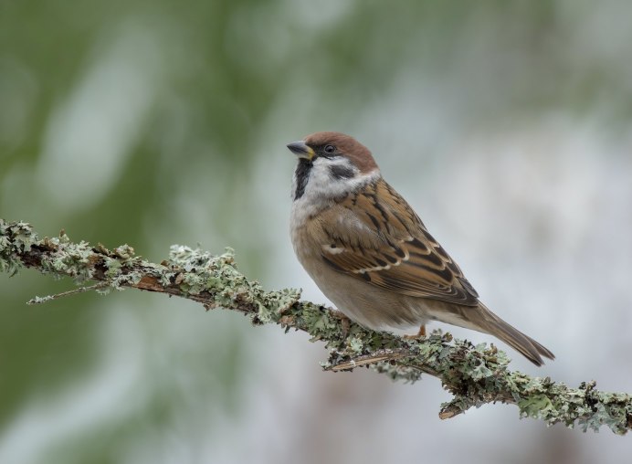 Осенние птицы Воробей
