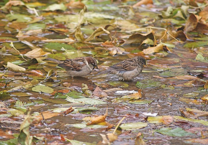 Стайка Воробьев