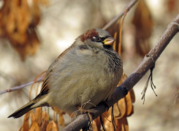 Воробей осенью