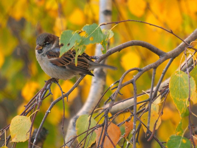 Воробей осень
