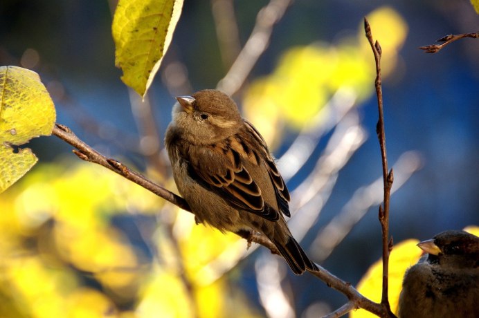 Воробей осень