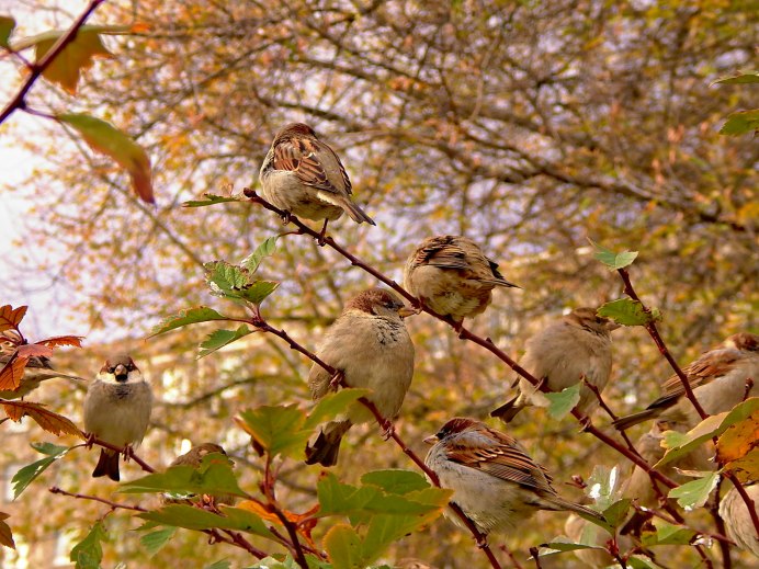 Воробей осень