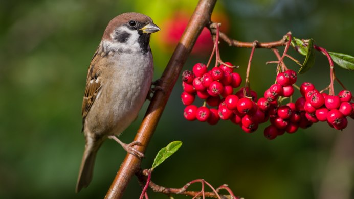 Воробей в природе